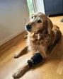 Liggende golden retriever med en sort Heat Sense-gamache om det ene forben