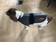 Brun og hvid springer spaniel med et sort Heat Sense-tæppe spændt over ryggen