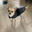 Lille lysbrun chihuahua i et sort Heat Sense-lysterapitæppe med velcrorem om brystet