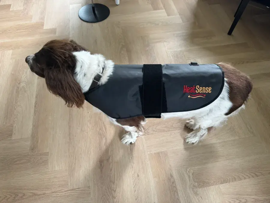 Brun og hvid springer spaniel med et sort Heat Sense-tæppe spændt over ryggen