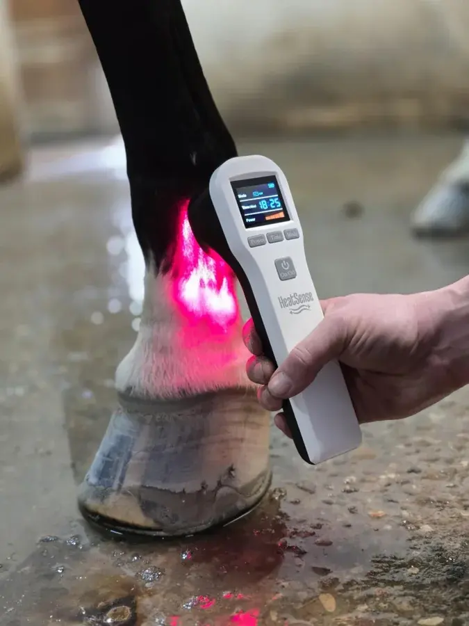 Hvid Heat Sense Laser S 2.0 holdt mod koden lige over hoven på en hest med rødt lys