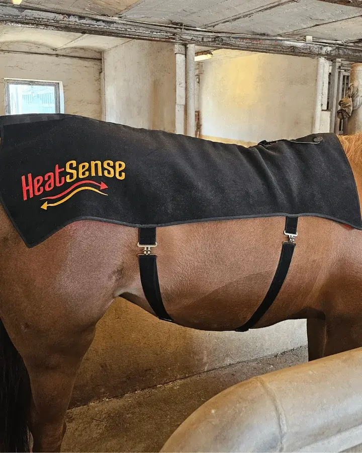 Sort Heat Sense-lysdækken over ryggen på en brun hest, holdt på plads af to stropper under maven