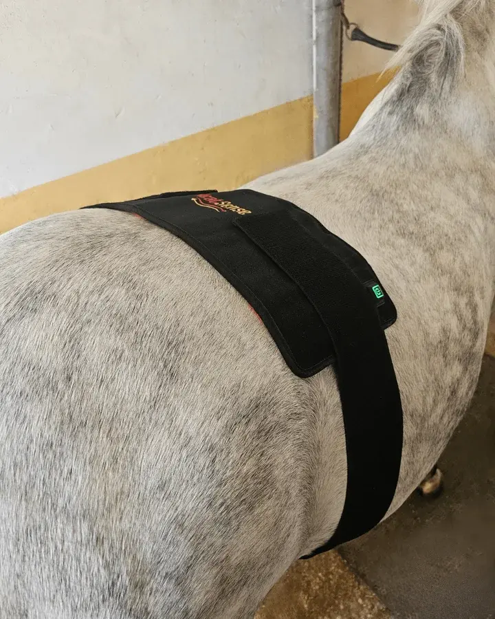 Sort Heat Sense-pad spændt med elastikstrop over ryggen på en grå skimmel i stalden