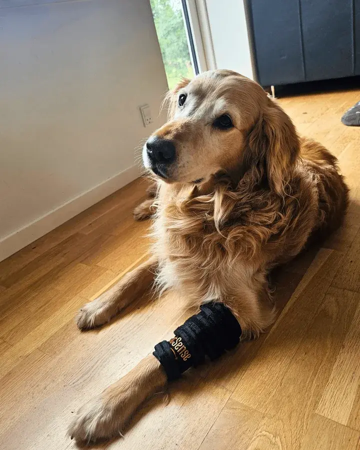 Liggende golden retriever med en sort Heat Sense-gamache om det ene forben