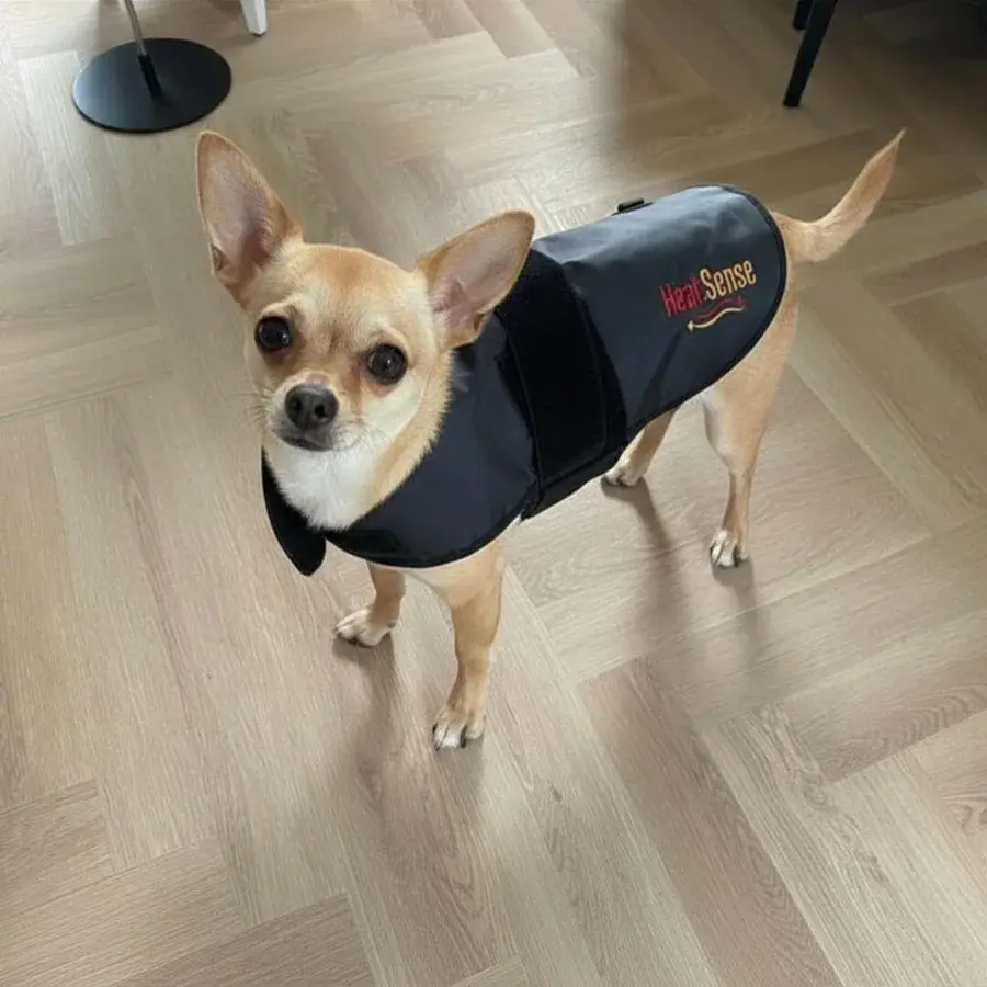 Lille lysbrun chihuahua i et sort Heat Sense-lysterapitæppe med velcrorem om brystet